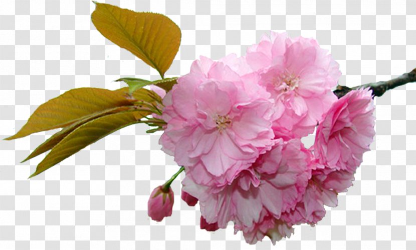 Flower Spring Cherry Blossom - Petal Transparent PNG