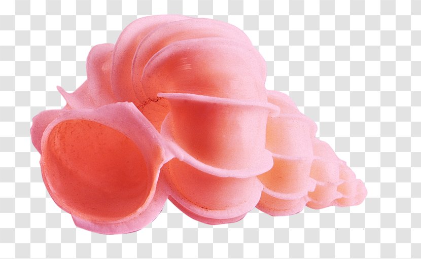 Conch Pink Peach Color - Sea Snail Transparent PNG