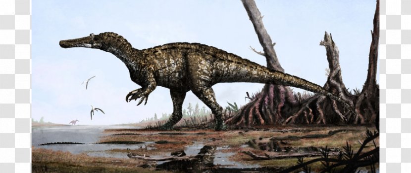 Baryonyx Spinosaurus Suchomimus Irritator Dinosaur - Tyrannosaurus Transparent PNG