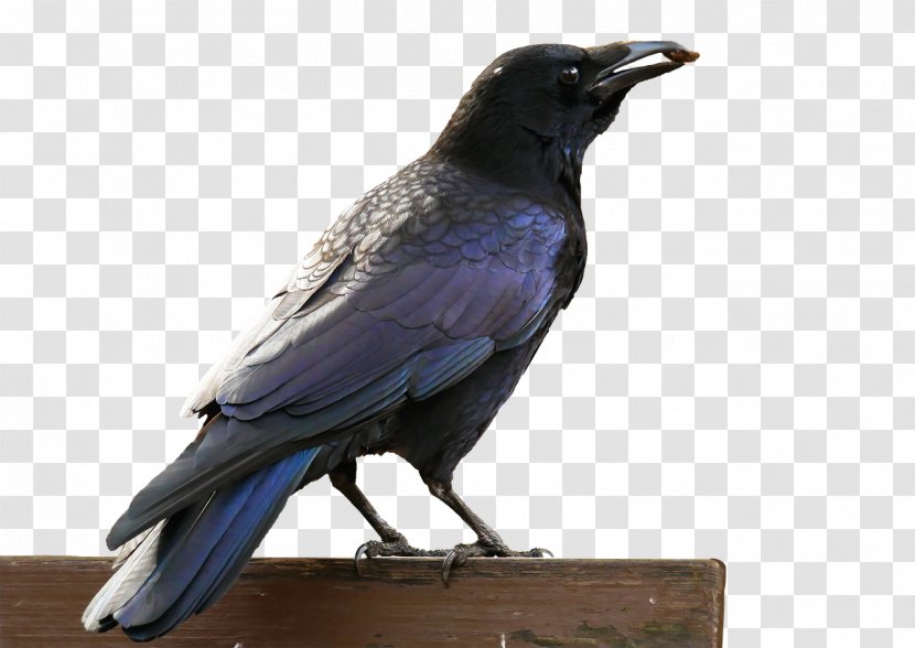 American Crow Rook Hooded Bird Common Raven - Like Transparent PNG