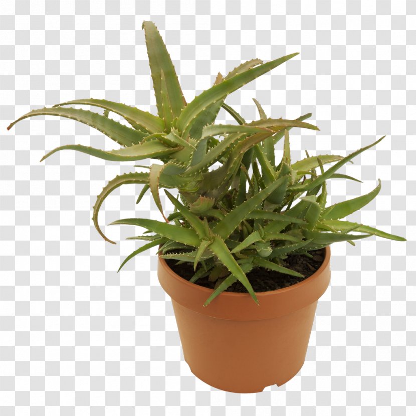 Aloe Vera Arborescens Rasteniyamarket.rf Houseplant Transparent PNG