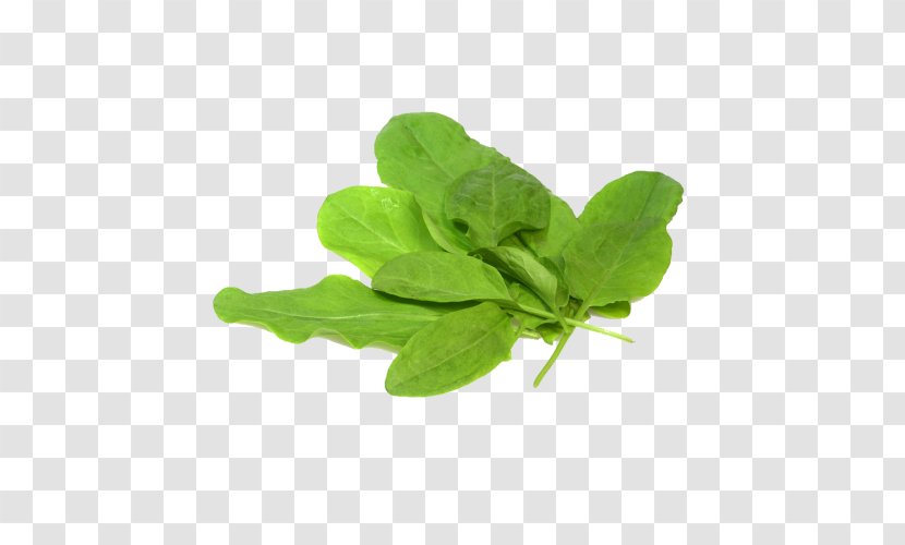 Sorrel Oregano Herb Leaf Spinach Transparent PNG
