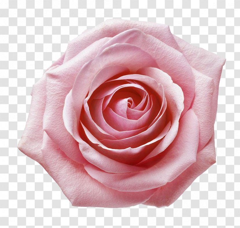 Garden Roses Still Life: Pink Centifolia Beach Rose Floribunda - Plant - Closeup Transparent PNG