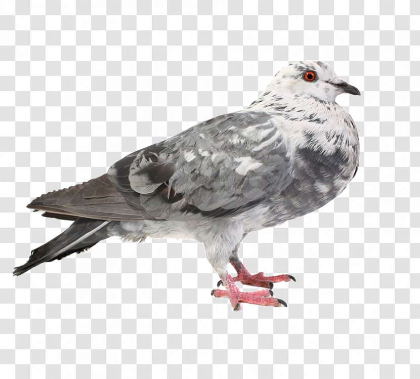 Chicken Bird Columbidae - Pigeon Pictures Transparent PNG