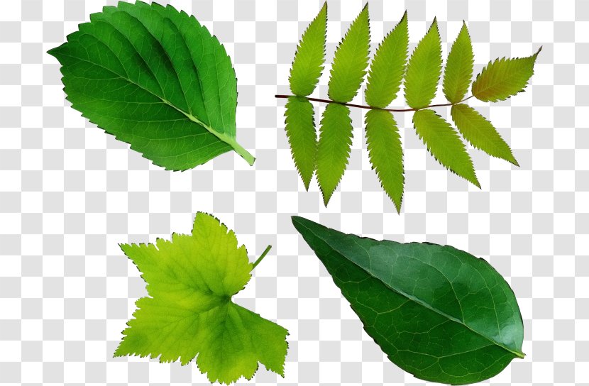 Leaf Plant Tree Slippery Elm Siberian - Herbal Swamp Birch Transparent PNG
