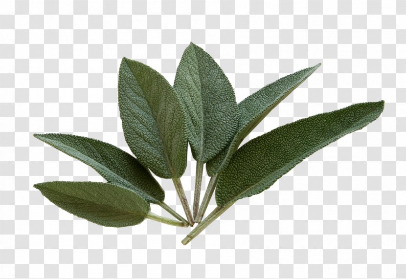 Common Sage Tea Herb Health Of The Diviners Transparent PNG