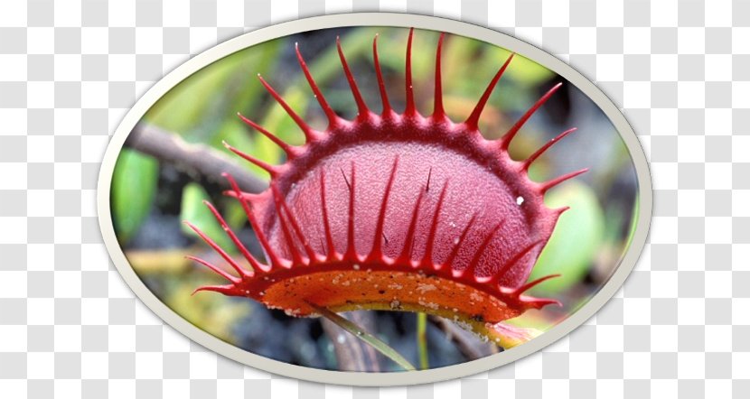 Houseplant Carnivorous Plant Venus Flytrap Epipremnum - Watercolor Transparent PNG
