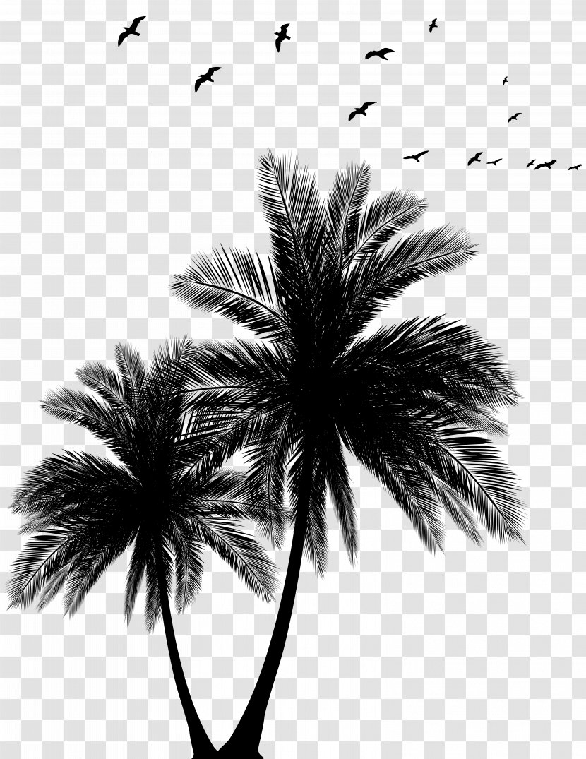 Sunset Arecaceae Euclidean Vector Silhouette - Plant - Palms And Flock Clip Art Image Transparent PNG