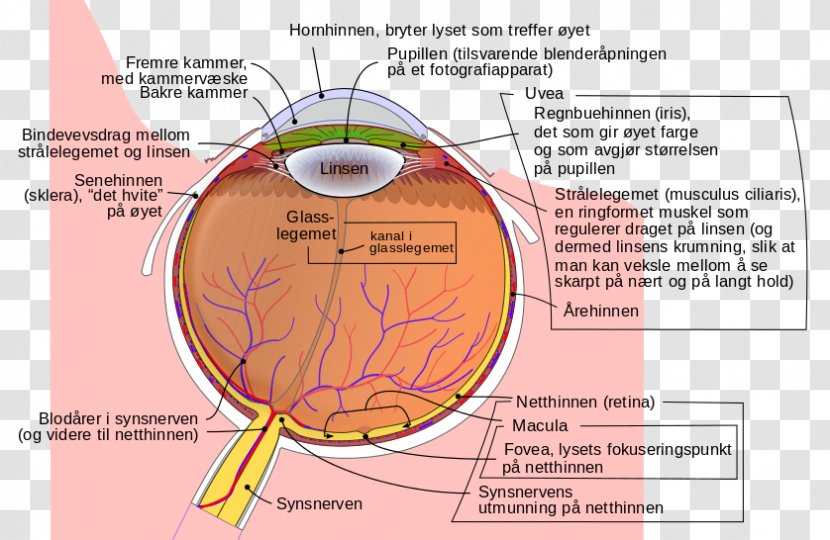 Human Eye Xanthophyll Diagram Lutein - Watercolor Transparent PNG