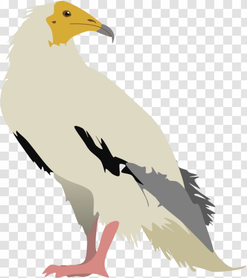 Bird Of Prey Egyptian Vulture Beak - Fauna - Drawing Hair Transparent PNG