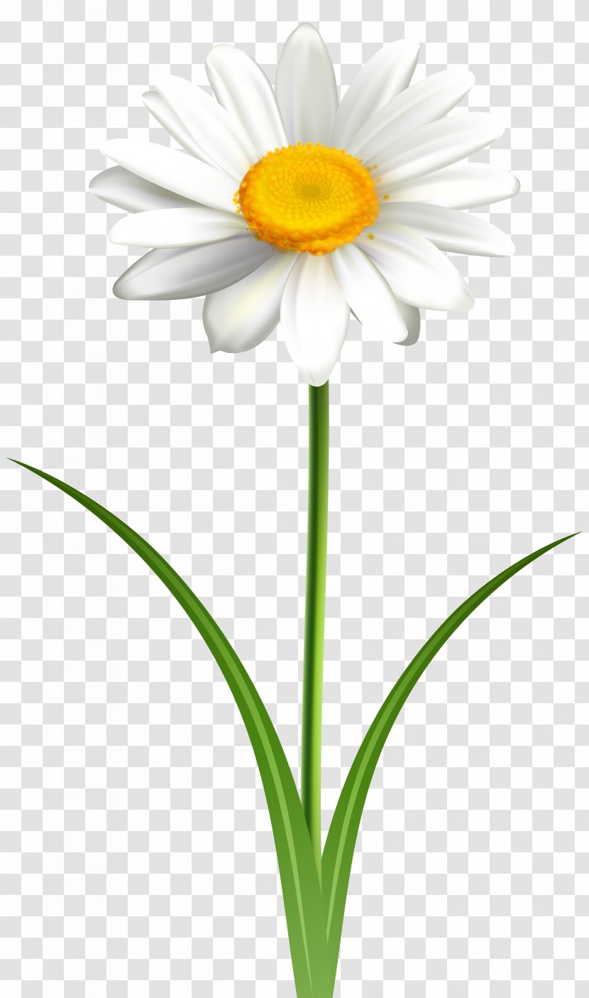 Common Daisy Clip Art Openclipart Vector Graphics Free Content - Cut Flowers Transparent PNG