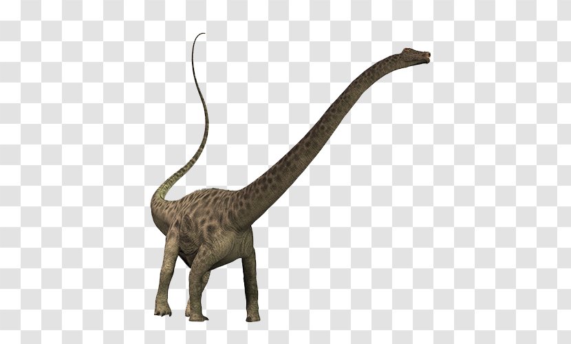 Diplodocus Brachiosaurus Dinosaur Puertasaurus Apatosaurus Transparent PNG