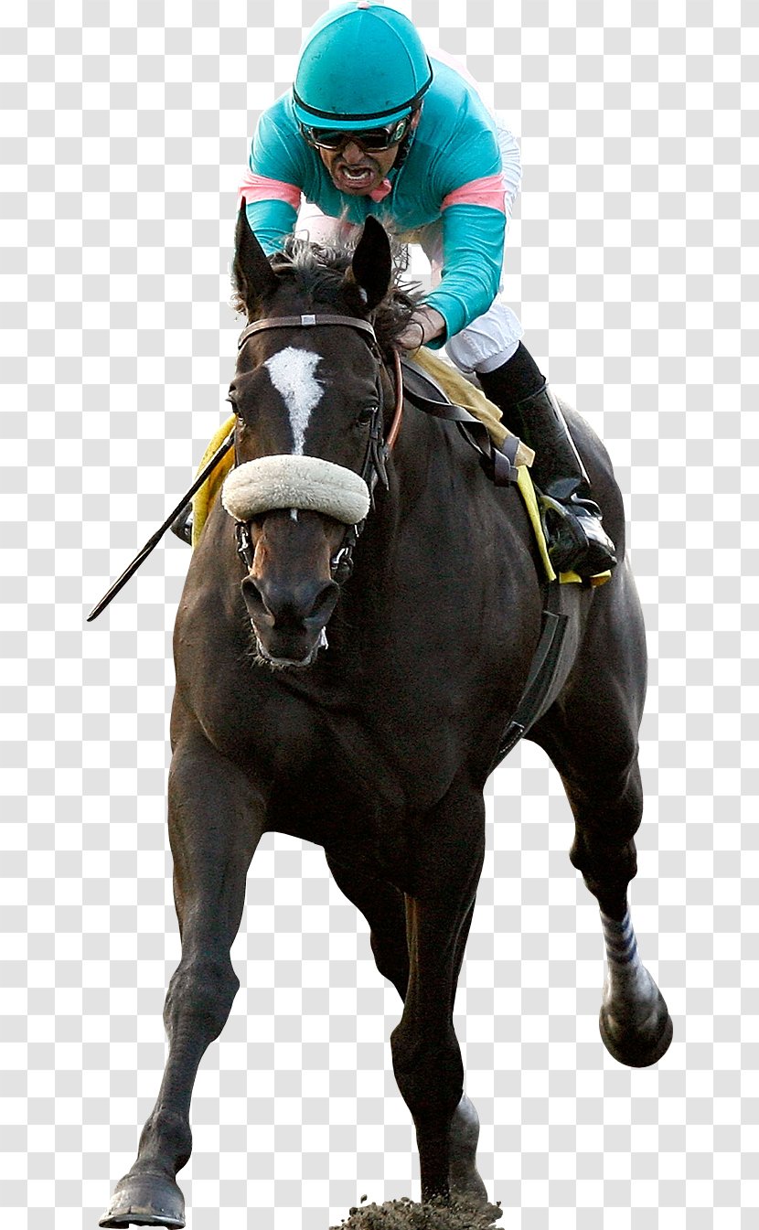 Horse Racing Thoroughbred Jockey - Stallion Transparent PNG