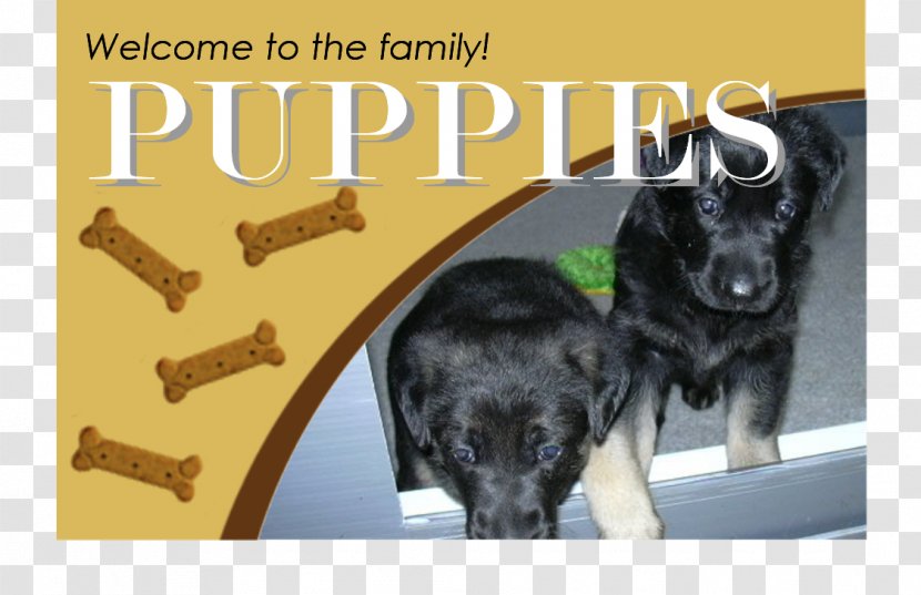 Dog Breed Puppy Kitten Sporting Group - Like Mammal Transparent PNG