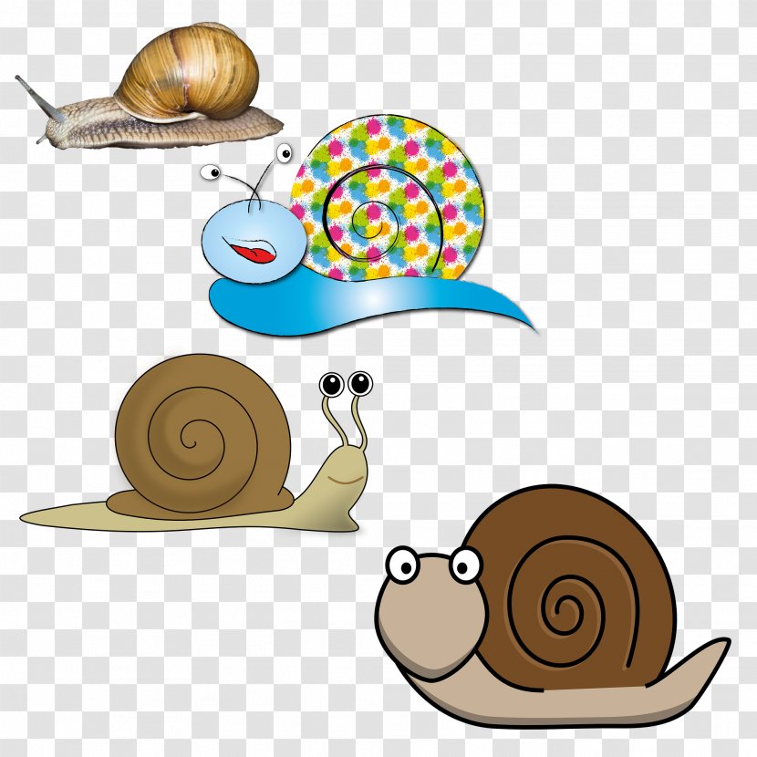 France Snail Illustration - Invertebrate - 4 Collection Transparent PNG