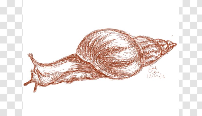 The Snail Drawing Art Sketch - Pencil Transparent PNG
