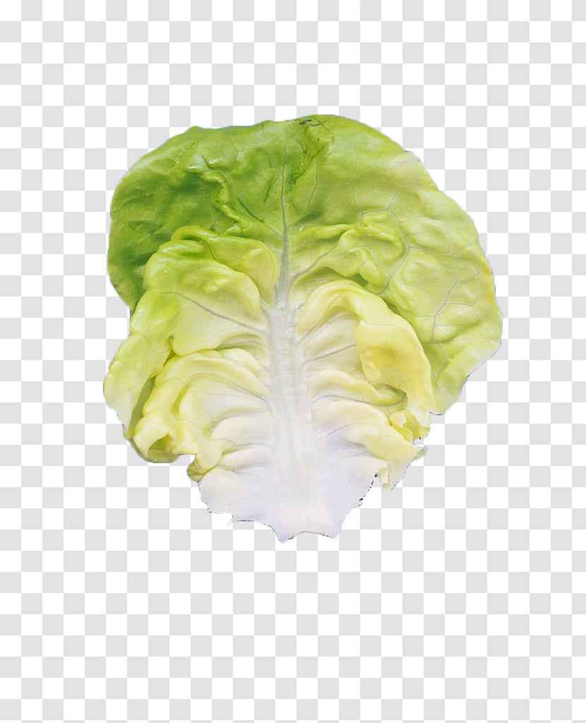 Romaine Lettuce Leaf Vegetable - Salad - Fresh Leaves Transparent PNG