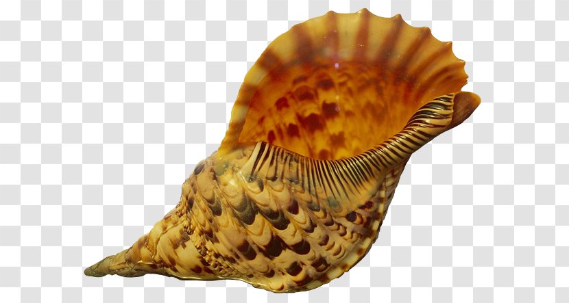 Sea Urchin Seashell Conch Invertebrate Transparent PNG