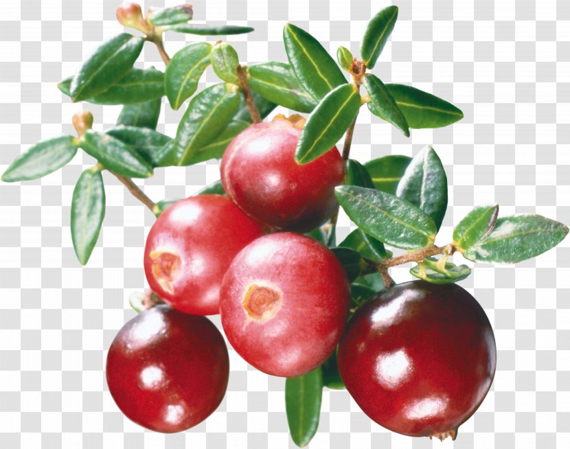 Cranberry Juice Marmalade Mors - Acerola Family - Cranberries Transparent PNG