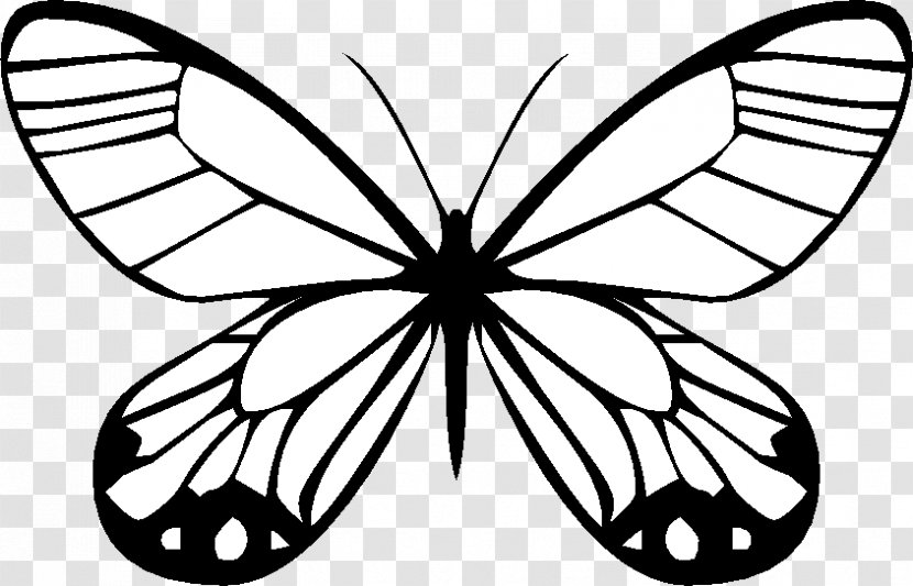 Butterfly Drawing Traveling Butterflies Coloring Book - Flower Transparent PNG