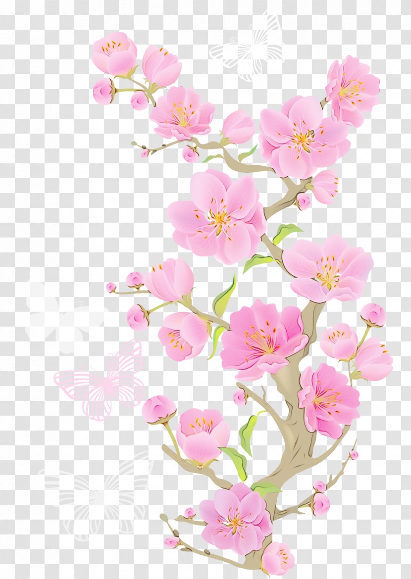 Cherry Blossom Cartoon - Drawing - Perennial Plant Prunus Transparent PNG