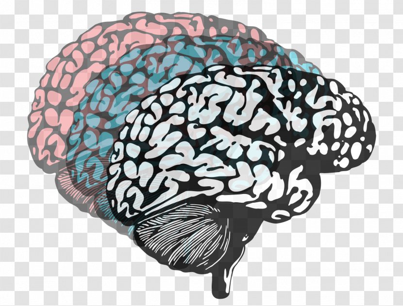 Human Brain Lateralization Of Function Neuroimaging Psychology - Silhouette Transparent PNG