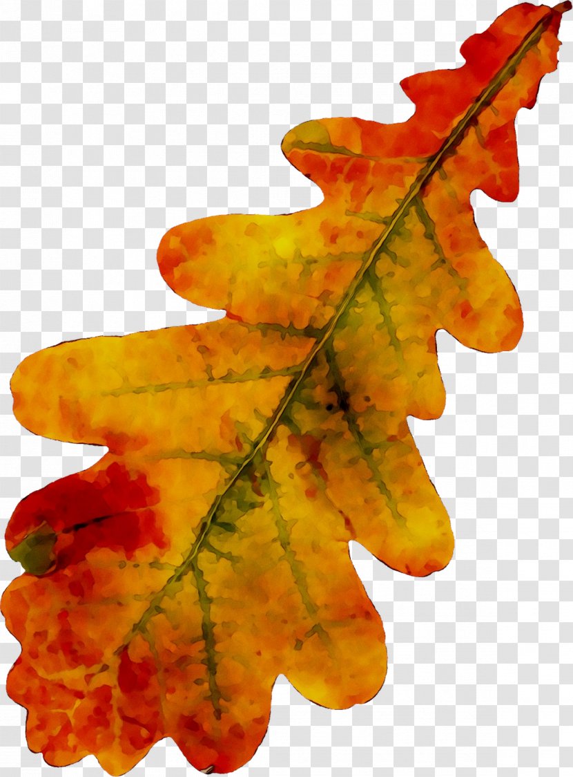 Maple Leaf Autumn - Twig - Plane Transparent PNG