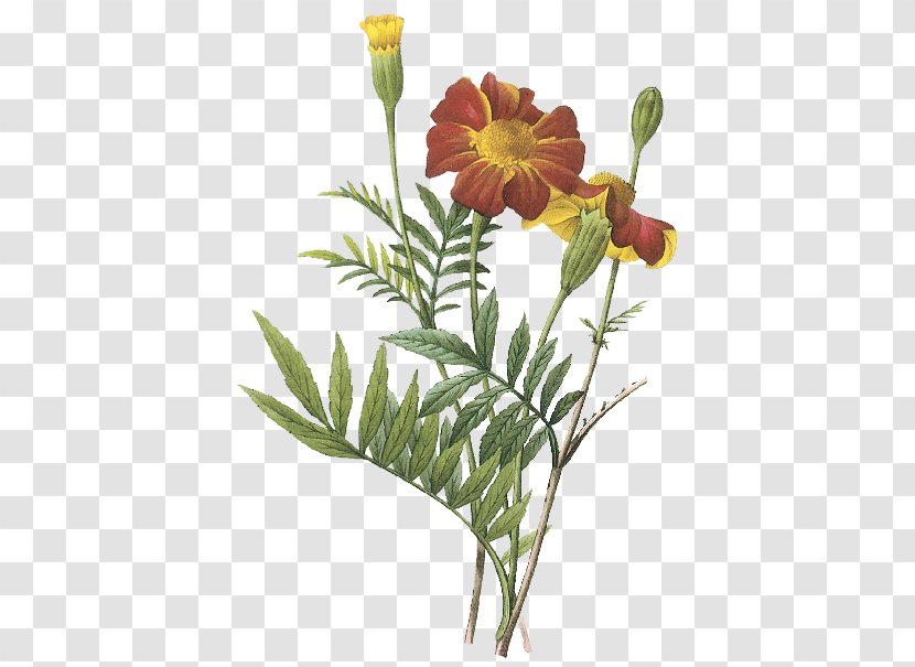 Mexican Marigold Botanical Illustration Flower Marigolds - Plant Stem Transparent PNG