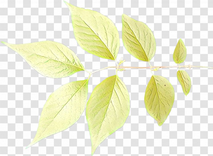 Leaf Plant Stem Branch Plants - Lemon Basil Transparent PNG