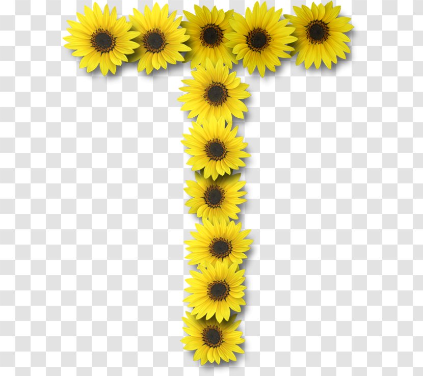 Common Sunflower Letter Case Alphabet - Daisy Family - Flower Transparent PNG