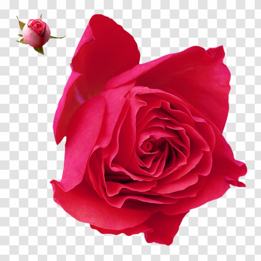 Garden Roses Clip Art - Rose Transparent PNG