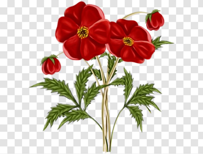 Flower Flowering Plant Red Petal - Watercolor - Adonis Cut Flowers Transparent PNG