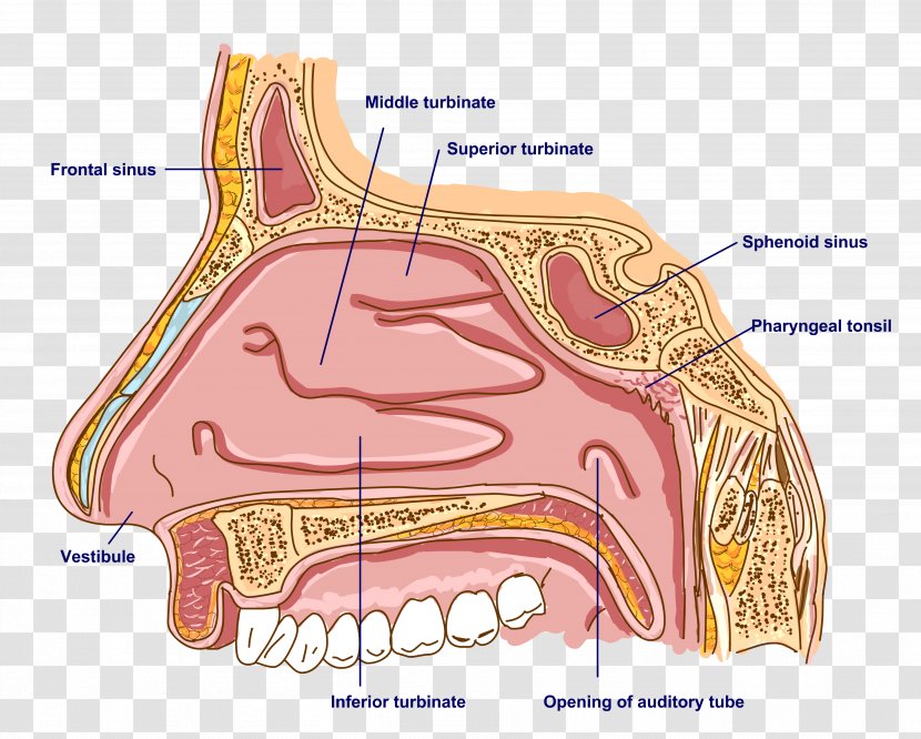 Anatomy Of The Human Nose Bone Sinus - Tree Transparent PNG