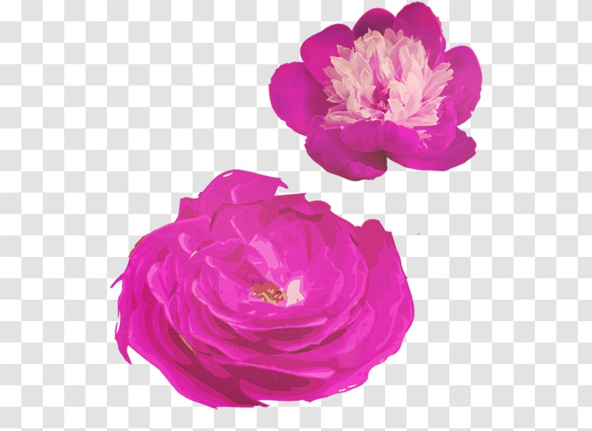 Garden Roses Centifolia Purple - Bud Transparent PNG