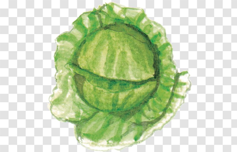 Cabbage Nutrition Leaf Vegetable Diet Transparent PNG