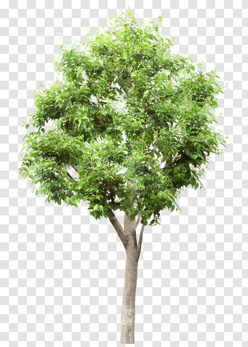 Tree Stock Photography Populus Alba Lindens - Royaltyfree - Vigor Green Trees Pictures Transparent PNG