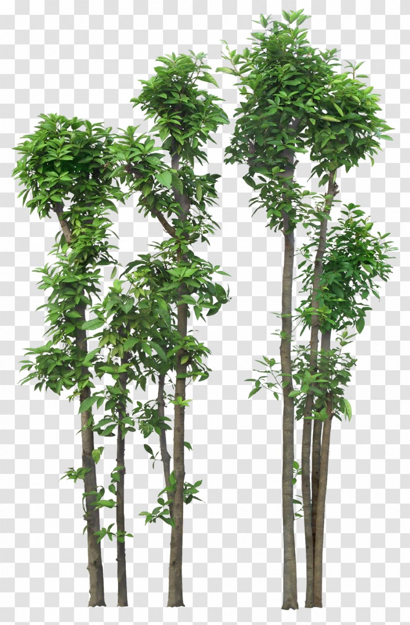 Shrub Clip Art Tree Image - Evergreen - Le Bambou Transparent PNG