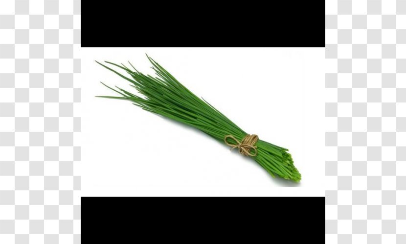Chives Herb Onion Basil Scallion - Toga Transparent PNG