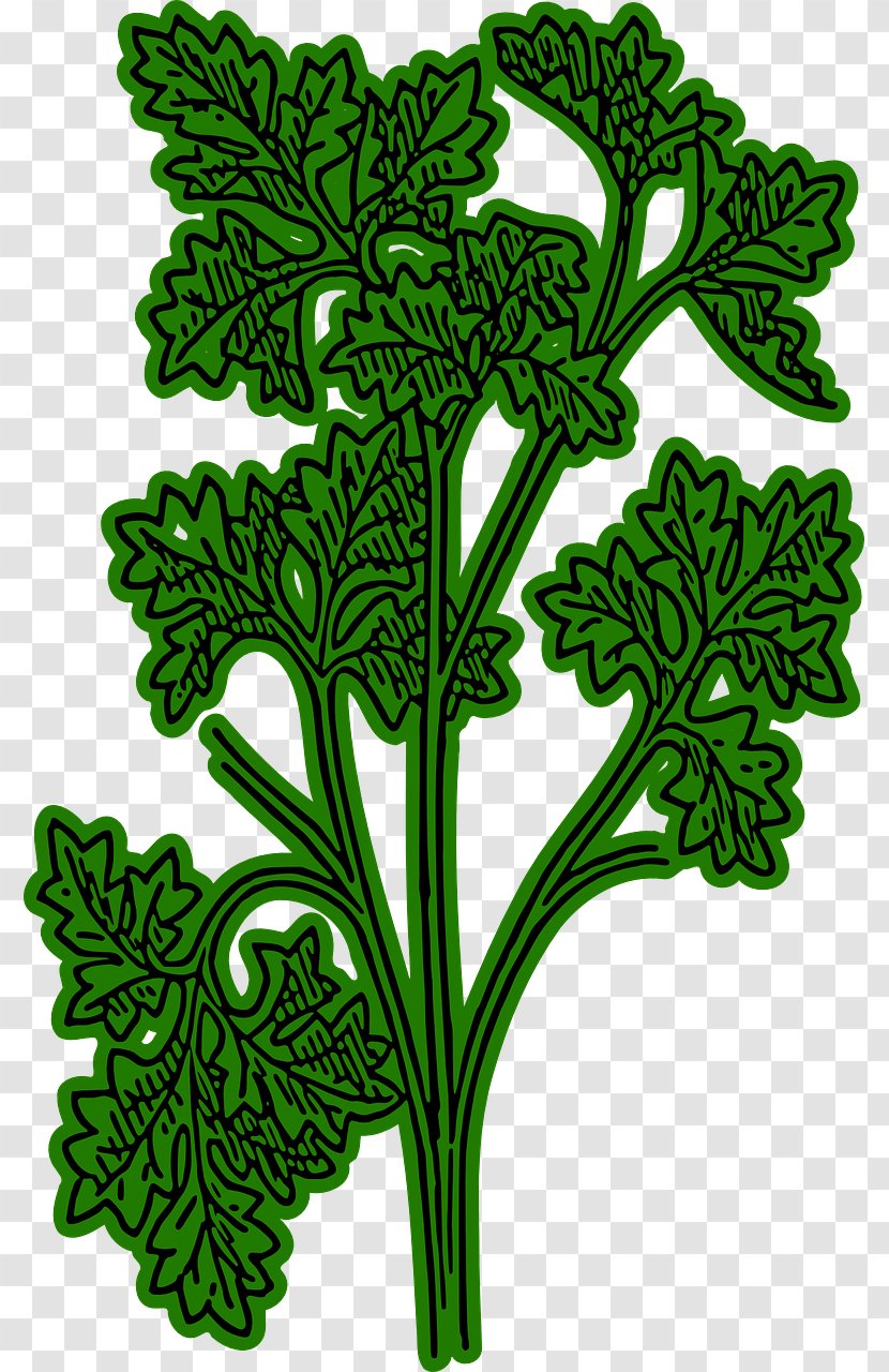 Chervil Herb French Cuisine Plant Clip Art - Radish Transparent PNG