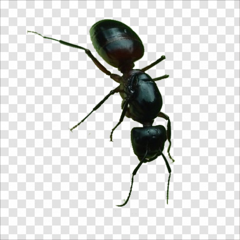 Black Garden Ant Insect - Arthropod Transparent PNG