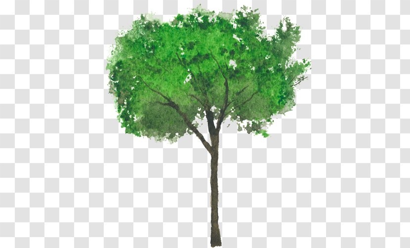 Ligustrum Lucidum Tree Crepe-myrtle Japonicum Vulgare - Plant - Diver Transparent PNG