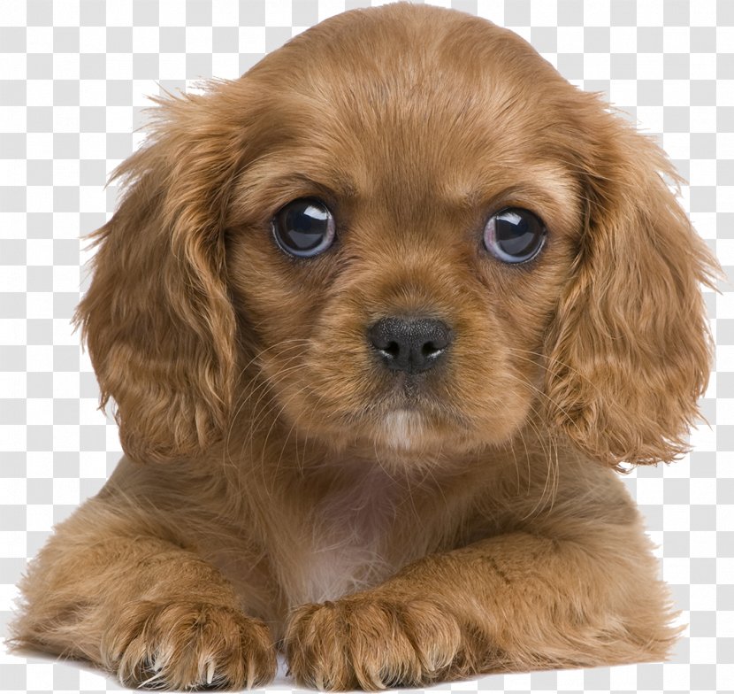 Cavalier King Charles Spaniel Puppy Poodle Pet - Cuteness Transparent PNG