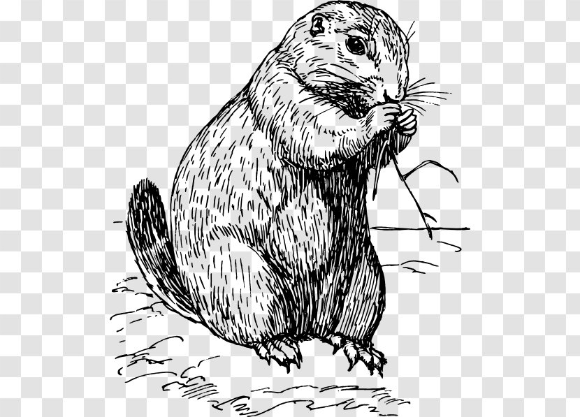 Prairie Dog Rodent Clip Art - Cat Like Mammal Transparent PNG