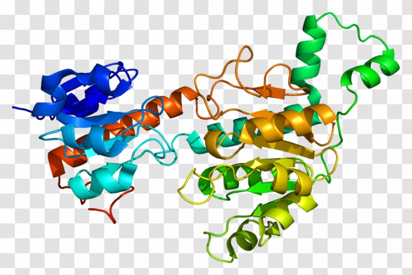 CTBP1 FOXP2 Protein Structure Gene - Tree - Cartoon Transparent PNG