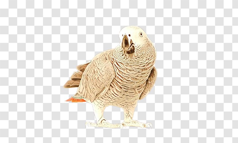 Bird Parrot - Parakeet - African Grey Transparent PNG