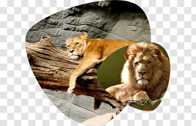 Wildcat Lion Felidae Bwindi Impenetrable National Park - Dog - Cat Transparent PNG