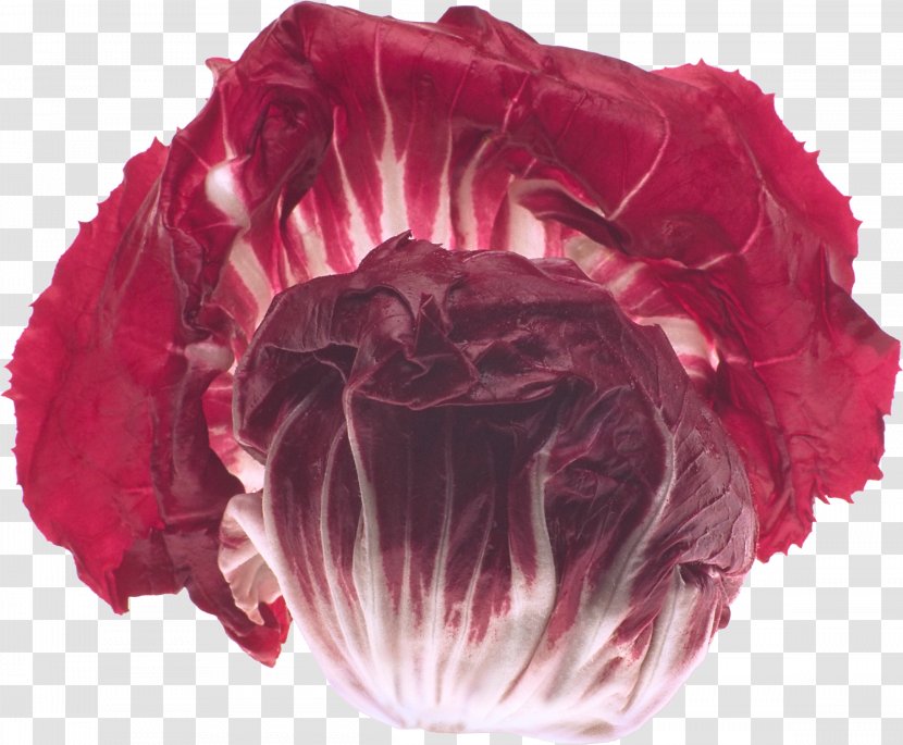 Food Cabbage Vegetable Garden Roses - Morden Transparent PNG
