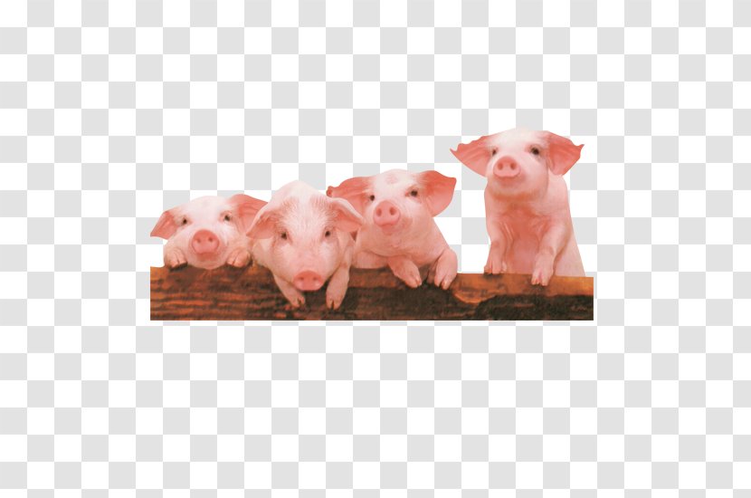 Domestic Pig Computer File - Pork - Four Pigs Transparent PNG