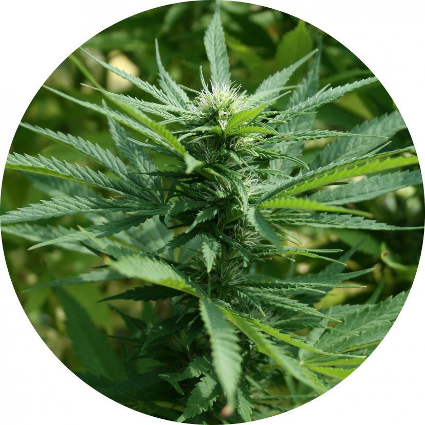 Cannabis Ruderalis Sativa Medical Cultivation - Plant Transparent PNG