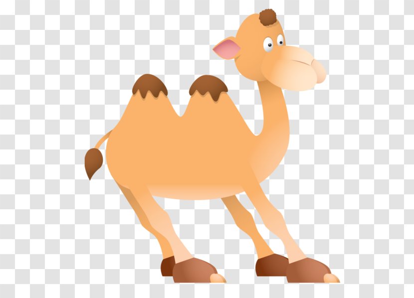 Camel Camelid Arabian Animal Figure Cartoon - Fawn Bactrian Transparent PNG